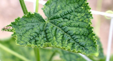 Hubení mšic na okurkách